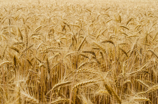 Golden ripe wheat ready for harvest