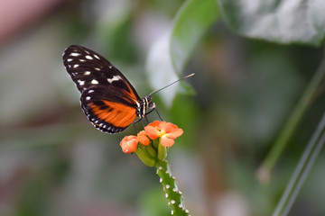 Fototapeta na wymiar Tropical butterfly, macro close-up