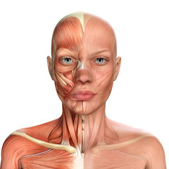 3d illustration of Female Face Muscles Anatomy