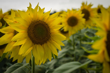 Beautiful large sunflower flowers, macro