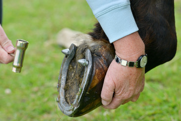Clse up shot of horse having studs fitted to its shoe to prevent it slipping on the wet grass while competing in an equine event.