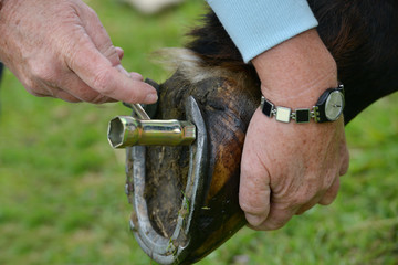 Clse up shot of horse having studs fitted to its shoe to prevent it slipping on the wet grass while...