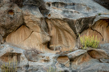 Leopard walking on the rocky cliffs at Bera,Rajasthan,India
