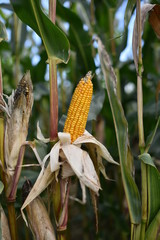 Growing ears of corn in a corn field