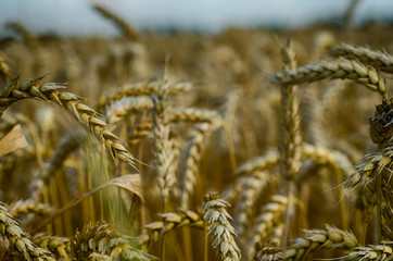 Closeup of ripe wheat ears