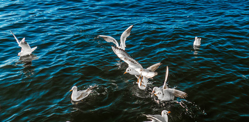 Seagulls are fed on the water