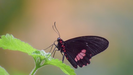 Tropical butterfly, macro close-up