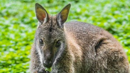 Cute, funny kangaroo looking in the camera