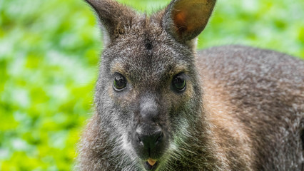 Cute, funny kangaroo looking in the camera