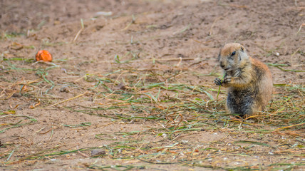 Small prairie dogs in different positions and situations