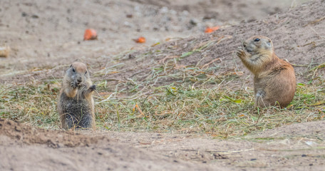 Small prairie dogs in different positions and situations