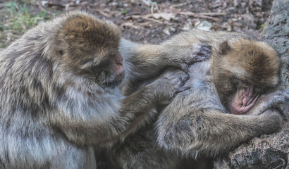 Obraz premium Monkeys in their daily life