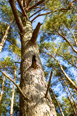 Kranker Baum