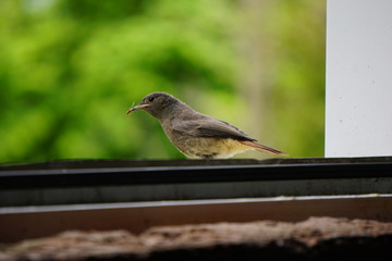 Vogel, Rotschwanz