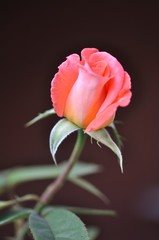Obraz premium rose flower