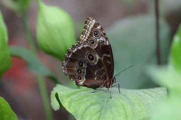 Naklejka na ściany i meble Tropical butterfly, macro close-up