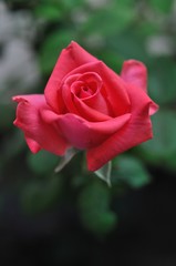 rose flower