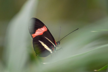 Tropical butterfly, macro close-up