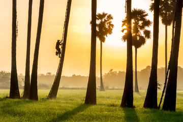 Men are climbing the Palm in the morning and sky colorful to remove the Tan sales..