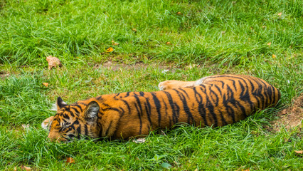 Lying tiger in a zoo
