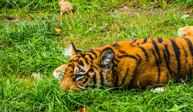 Lying tiger in a zoo