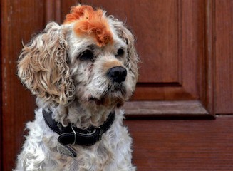 Portrait d'un chien punk