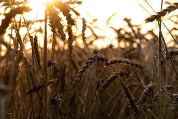 detail of a field in the warm sunset