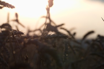 detail of a field in the warm sunset