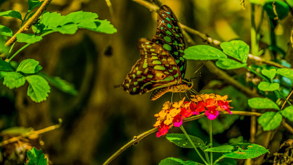 Beautiful butterfly gets nectar from a flower