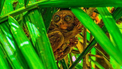 Hidden, sweet tarsier on a tree in the philippines