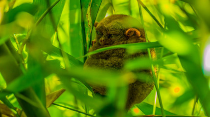 Hidden, sweet tarsier on a tree in the philippines