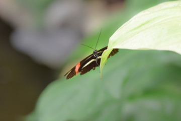 Tropical butterfly, macro close-up