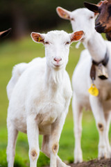 goat face goats dairy farm animal