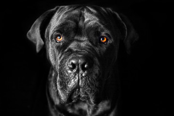 Italian Cane Corso, art of orange eyes