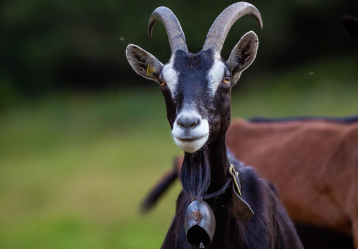 goat face goats dairy farm animal