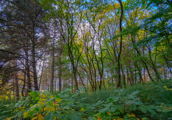 Obraz premium Autumn forest: pines, oaks and maples on a sunny day