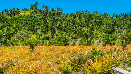 Fruit plantation in the philippines
