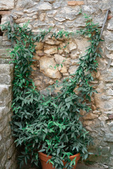 Green plant growing on a stone wall