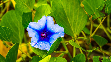 Beautiful blossom with green in close-up