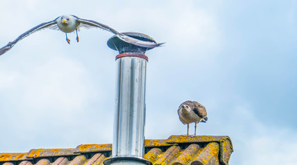 Two seagulls on the roof