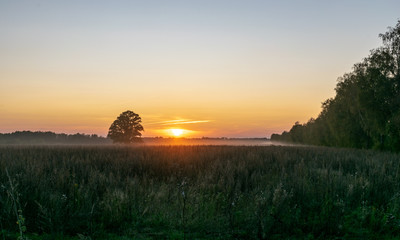 beautiful sunset with lonely tree in the field 