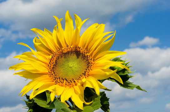 Beautiful flower of a sunflower on a background of blue sky