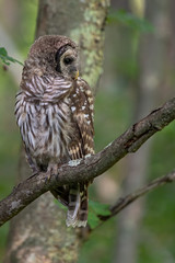 Fledgling Barred Owl waits for supper.