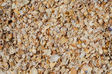 Macro photo of a sea beach