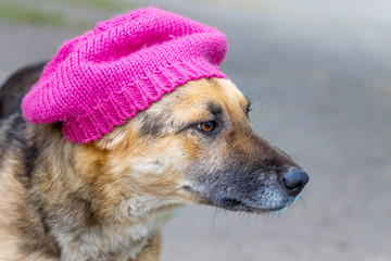 Dog in a pink hat. Cold season, protection against cold_