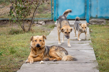 Three dogs in a rural yard guard the area_