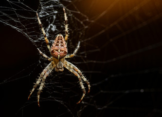 A large multi-colored spider braids its web