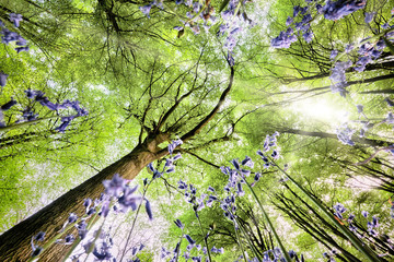 Bluebells from worms eye view