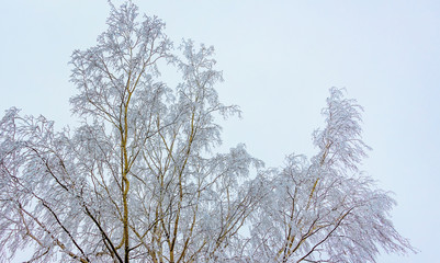 Frost birch branches on blue sky background_