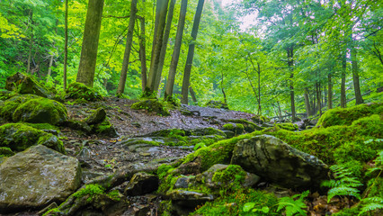  Green unknown oasis in new york